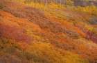 USA, Colorado, San Juan National Forest. Autumn-colored forest. Art Print